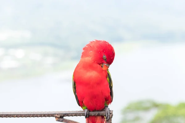 Papagaio vermelho fora, ilha de Bali tropical, Indonésia . — Fotografia de Stock