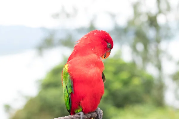 Красный попугай снаружи, тропический остров Бали, Индонезия . — стоковое фото