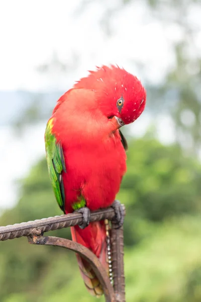 Papagaio vermelho fora, ilha de Bali tropical, Indonésia . — Fotografia de Stock