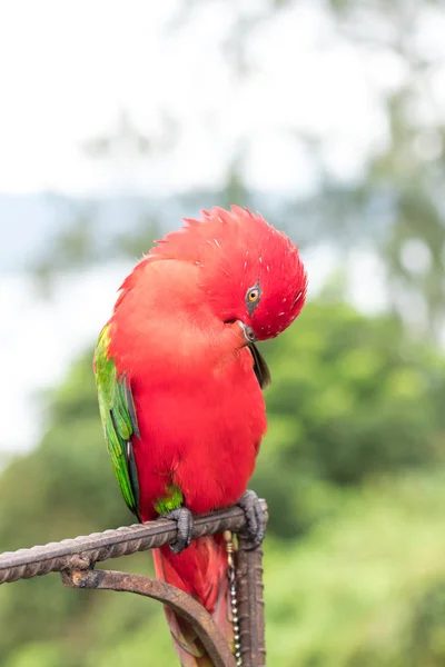 Papagaio vermelho fora, ilha de Bali tropical, Indonésia . — Fotografia de Stock