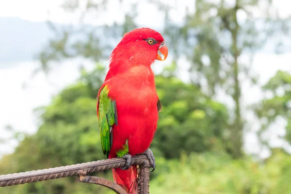 Papagaio vermelho fora, ilha de Bali tropical, Indonésia . — Fotografia de Stock