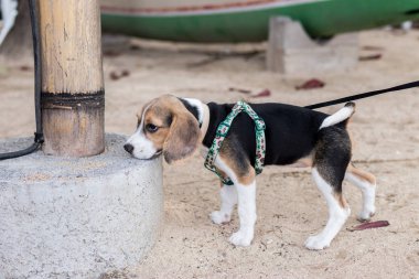 Beagle bir okyanus plaj tropikal Bali, Endonezya.