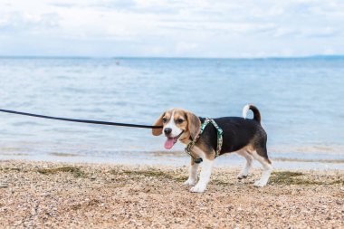 Beagle bir okyanus plaj tropikal Bali, Endonezya.