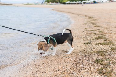 Beagle bir okyanus plaj tropikal Bali, Endonezya.