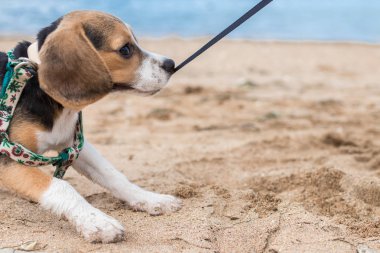 Beagle bir okyanus plaj tropikal Bali, Endonezya.