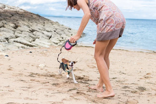 Genç kadın tropikal ada Bali, Endonezya plajda köpek Pet Beagle ile oynuyor. Kız ve köpek sahilde eğlenmek.