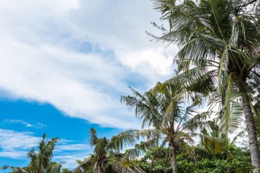 Güzel palmiye ağaçlarının arka plan ve mavi gökyüzü güzel manzara. Tropikal beach palm ağaçlar gevşeme zen ilham verici doğa arka plan kavramı. Bali Adası.