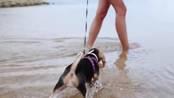 Perro beagle feliz en la playa jugando en el océano de la isla tropical Bali, Indonesia . — Vídeos de Stock