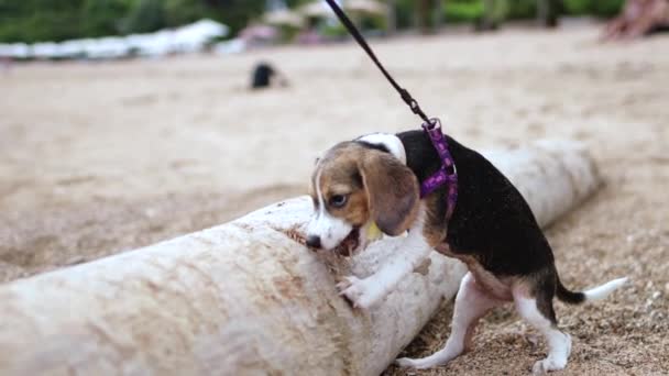 Grappige beagle pup wil het grote houten logboek eten op het strand van het tropische eiland Bali, Indonesië. — Stockvideo