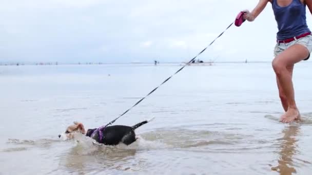 Gelukkig beagle hond op het strand spelen in de oceaan van tropische eiland Bali, Indonesië. — Stockvideo
