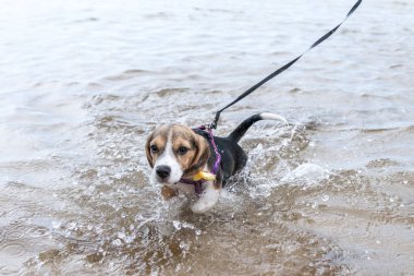İlk kez bir tropikal üzerinde yüzecek yavru Beagle ada Bali, Endonezya.