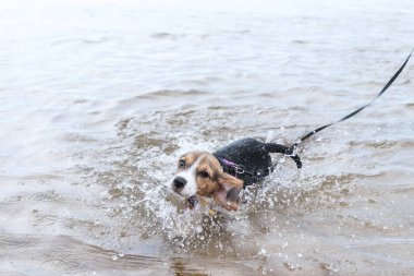 İlk kez bir tropikal üzerinde yüzecek yavru Beagle ada Bali, Endonezya.
