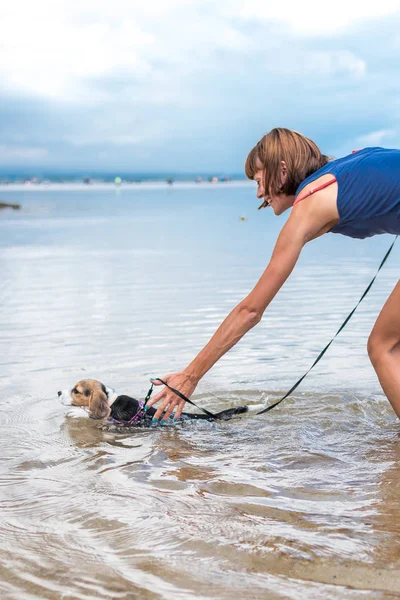 Happy beagle dog at the beach playing in the ocean of tropical island Bali, Indonesia.