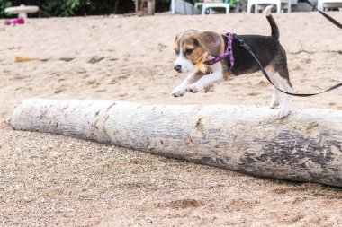 Küçük köpek, beagle yavru tropikal Sanur kumsalda oynarken ada Bali, Endonezya.