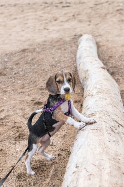Küçük köpek, beagle yavru tropikal Sanur kumsalda oynarken ada Bali, Endonezya.