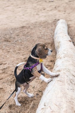 Küçük köpek, beagle yavru tropikal Sanur kumsalda oynarken ada Bali, Endonezya.