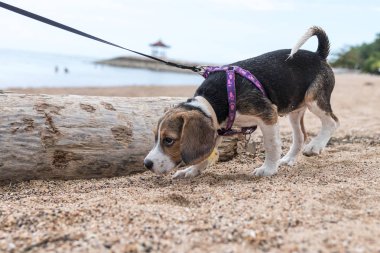 Küçük köpek, beagle yavru tropikal Sanur kumsalda oynarken ada Bali, Endonezya.