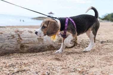 Küçük köpek, beagle yavru tropikal Sanur kumsalda oynarken ada Bali, Endonezya.