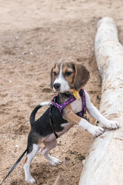 Küçük köpek, beagle yavru tropikal Sanur kumsalda oynarken ada Bali, Endonezya.