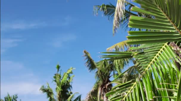 Tropical island vacation idyllic background. Exotic palm tree at sunny day with blue sky. Tranquil summer scene. Bali island. — Stock Video