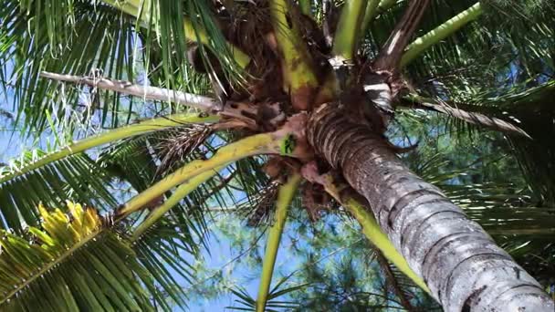 Tropikal Hindistan cevizi hurma ağacı, Adası Bali, Endonezya şaşırtıcı. — Stok video