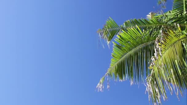 Tropisch eiland vakantie idyllische achtergrond. Exotische zandstrand palmbomen en andere planten op een zonnige dag met blauwe lucht. Rustige zomer scène op Bali eiland, Indonesië. — Stockvideo