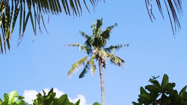 Tropisch eiland vakantie idyllische achtergrond. Exotische zandstrand palmbomen en andere planten op een zonnige dag met blauwe lucht. Rustige zomer scène op Bali eiland, Indonesië. — Stockvideo