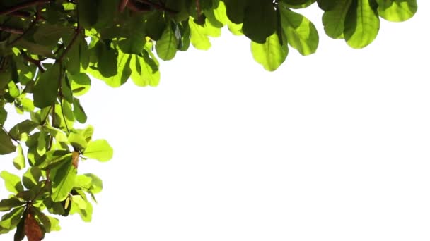 Tropical île vacances fond idyllique. Palmiers exotiques sablonneux et autres plantes par temps ensoleillé avec ciel bleu. Scène estivale tranquille sur l'île de Bali, Indonésie . — Video