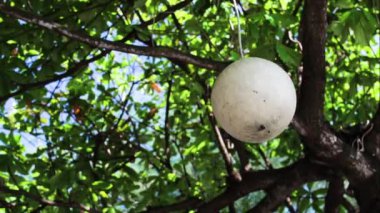 Yeşil bitkiler artalan ile plajda tropik ağaç üzerinde asılı lamba. Tropik ada Bali, Endonezya. Sanur beach el yapımı lamba.