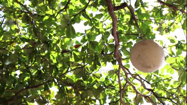 Λάμπα που κρέμεται από το τροπικό δέντρο στην παραλία με πράσινα φυτά βάθους. Τροπικό νησί Μπαλί, Ινδονησία. Χειροποίητο φωτιστικό παραλία Sanur. — Αρχείο Βίντεο