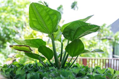 Tropikal bahçe peyzaj Lüks Villa Bali Adası, Endonezya. Güzel yeşil arka plan.