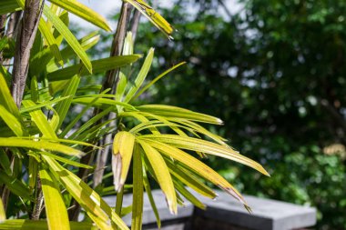 Tropikal bahçe peyzaj Lüks Villa Bali Adası, Endonezya. Güzel yeşil arka plan.