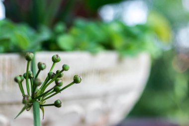 Tropikal bahçe peyzaj Lüks Villa Bali Adası, Endonezya. Güzel yeşil arka plan.