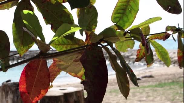 Trópusi beach, napsütéses napon. Sanur strand reggel, Bali szigetén, Indonézia. — Stock videók