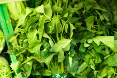 Marul Lactuca Pazar, farklı sınıflarda, yaz portre, makro fotoğrafçılık. Çiftçi pazar Bali, organik gıda.