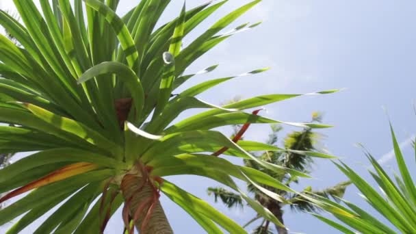 Cocos palmbomen tegen blauwe hemel op een tropische eiland Bali, Indonesië. — Stockvideo