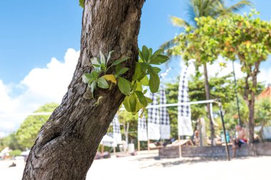 Bali beach Adası, Endonezya tropikal ağacın yakın çekim.