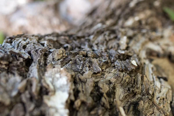 Zblízka se z tropického stromu na ostrově pláž ostrova Bali, Indonésie. Dřevěné pozadí makro. — Stock fotografie