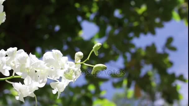 White flowers in the public park of tropical Bali island, Indonesia. Macro HD 1080p. — Stock Video