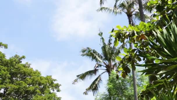 Cocos palmbomen tegen blauwe hemel op een tropische eiland Bali, Indonesië. — Stockvideo