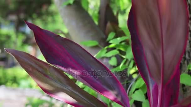 Nahaufnahme von roten tropischen Blättern Hintergrund, Bali Island, Indonesien. — Stockvideo