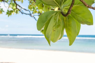 Nusa Dua, Bali Adası, Endonezya bitki ve tropikal plaj.