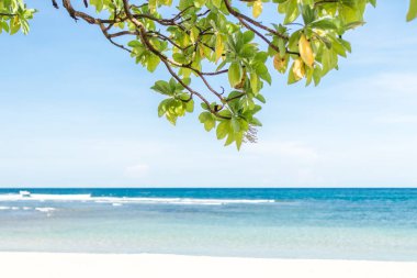 Nusa Dua, Bali Adası, Endonezya bitki ve tropikal plaj.