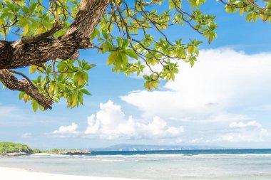 Nusa Dua, Bali Adası, Endonezya bitki ve tropikal plaj.