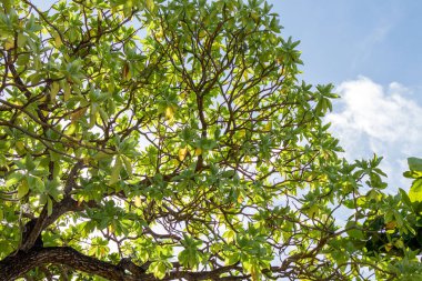 Bali Adası, Endonezya mavi güneşli gökyüzünde tropik ağaç.