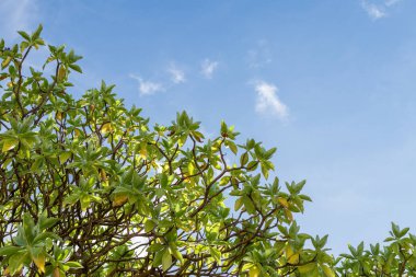 Bali Adası, Endonezya mavi güneşli gökyüzünde tropik ağaç.