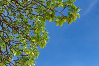 Bali Adası, Endonezya mavi güneşli gökyüzünde tropik ağaç.