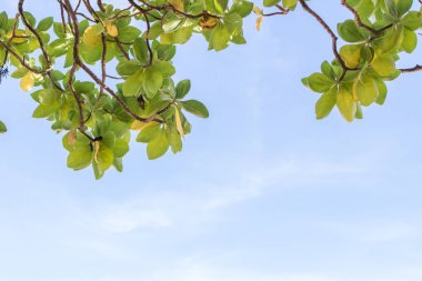 Bali Adası, Endonezya mavi güneşli gökyüzünde tropik ağaç.