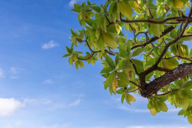Bali Adası, Endonezya mavi güneşli gökyüzünde tropik ağaç.