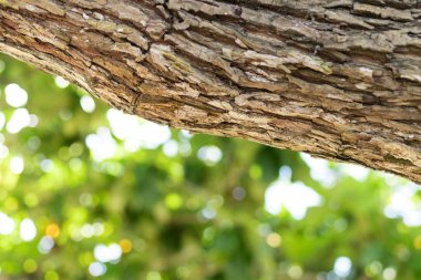 Bali Adası, Endonezya tropikal ağacın kapatın. Desen ahşap backgroundm güneşli bir gün, güzel renkler.